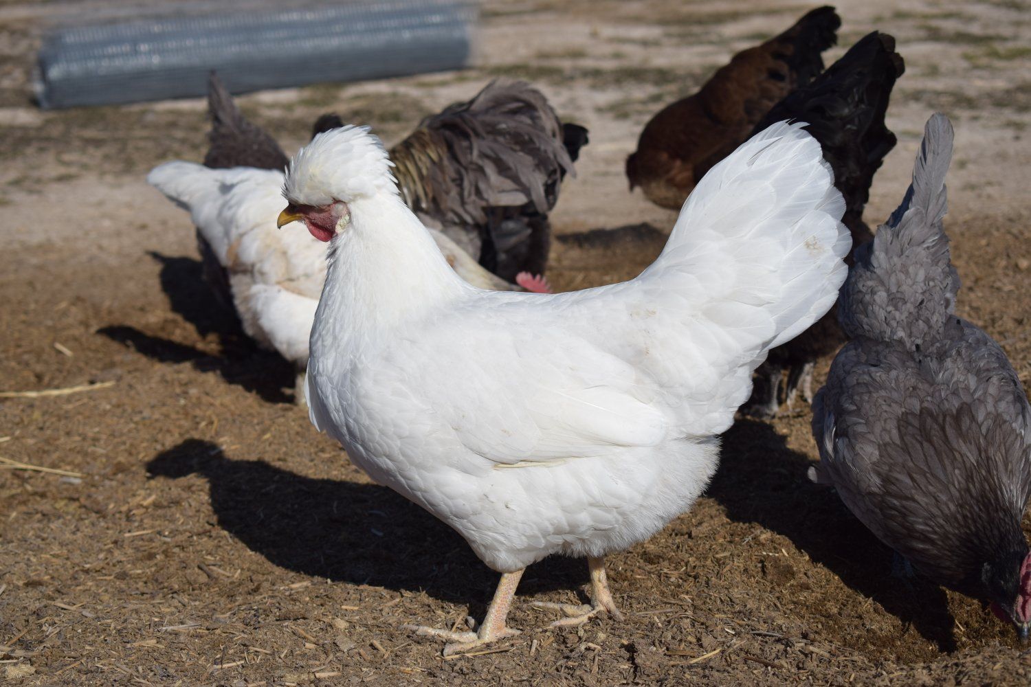 Schijndelaar Hen for Sale!