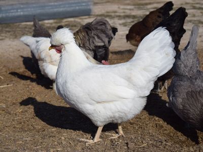 Schijndelaar Hen for Sale!