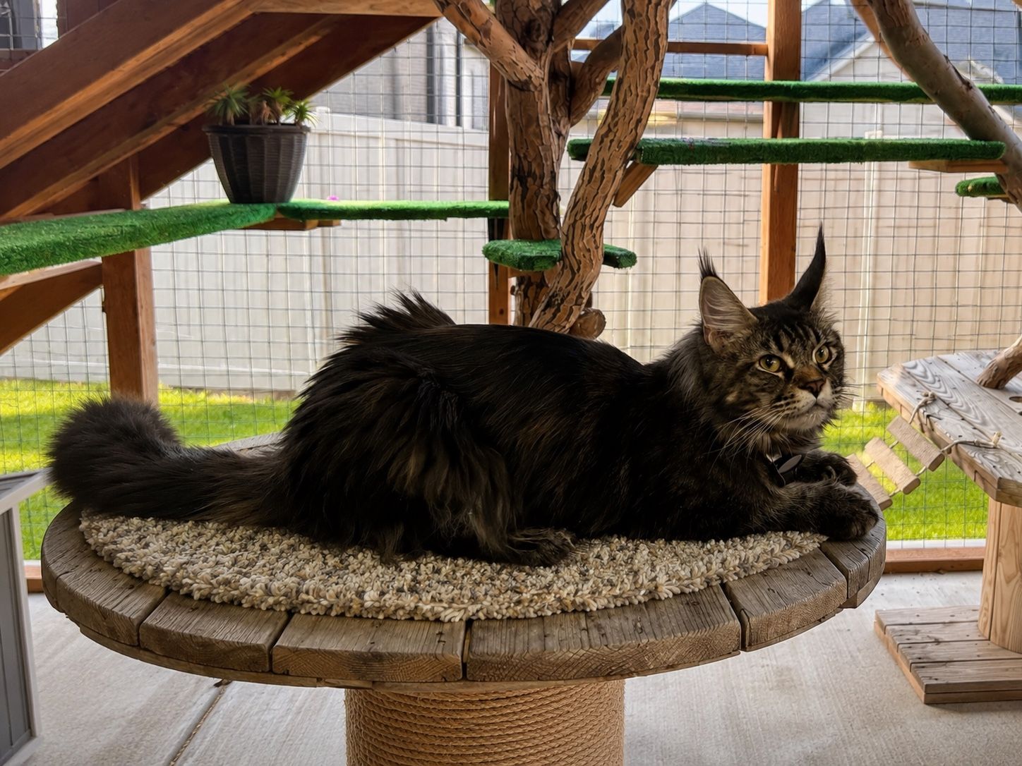 Looking for male Maine coon stud service for my female