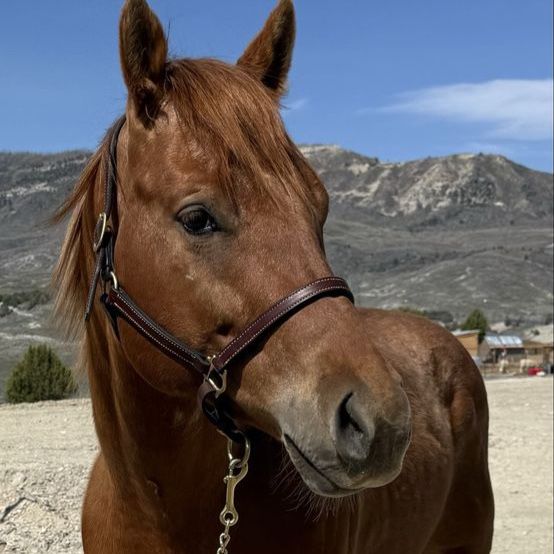 4 year old registered gelding