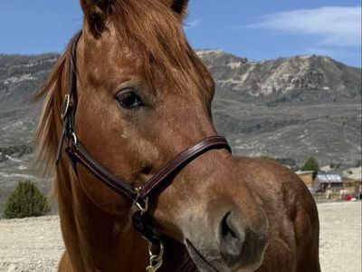 4 year old registered gelding