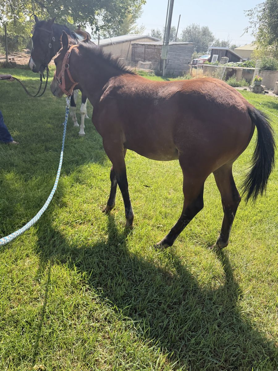 Good Looking Weanling Colt