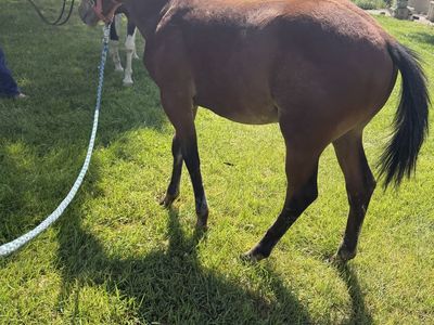 Good Looking Weanling Colt