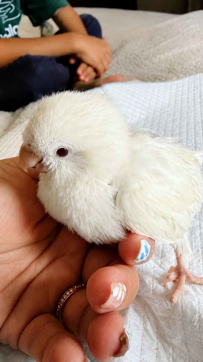 Quaker