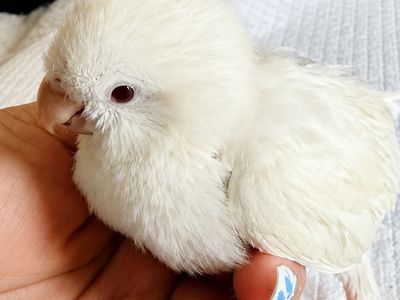 Quaker