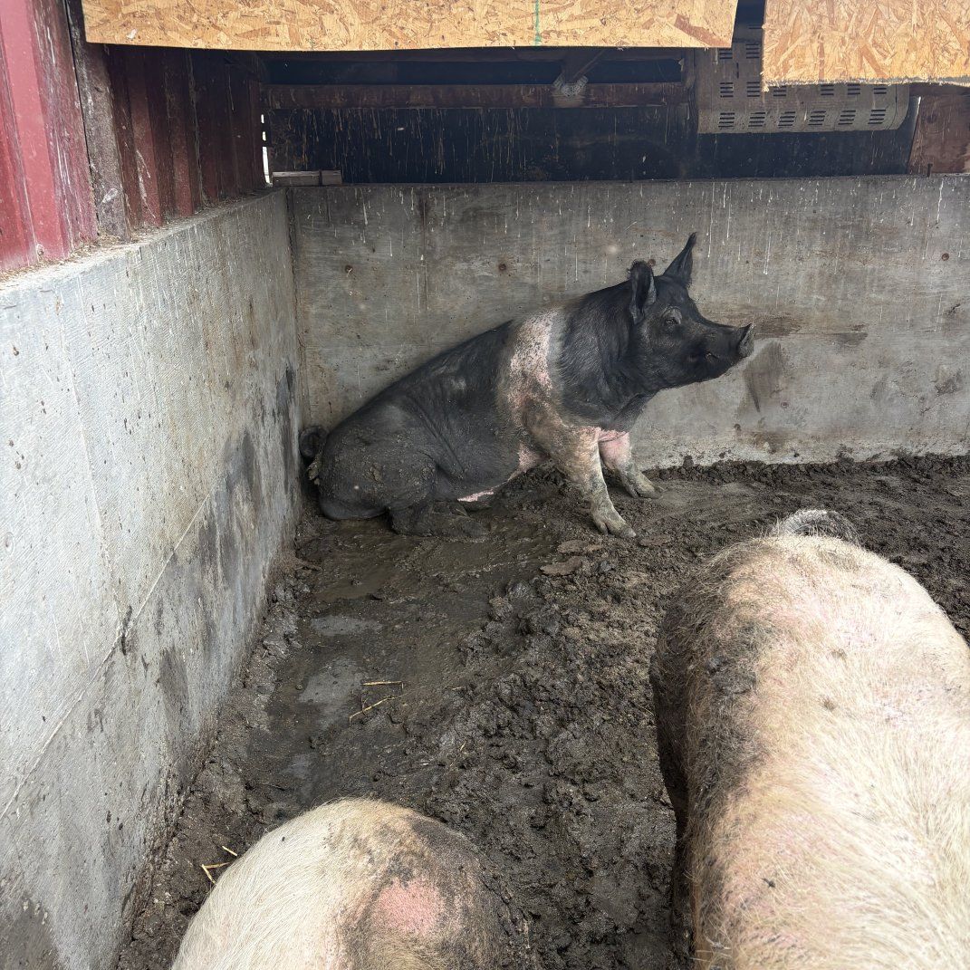 Pigs/Puercos Read/Leer