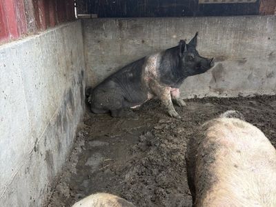 Pigs/Puercos Read/Leer