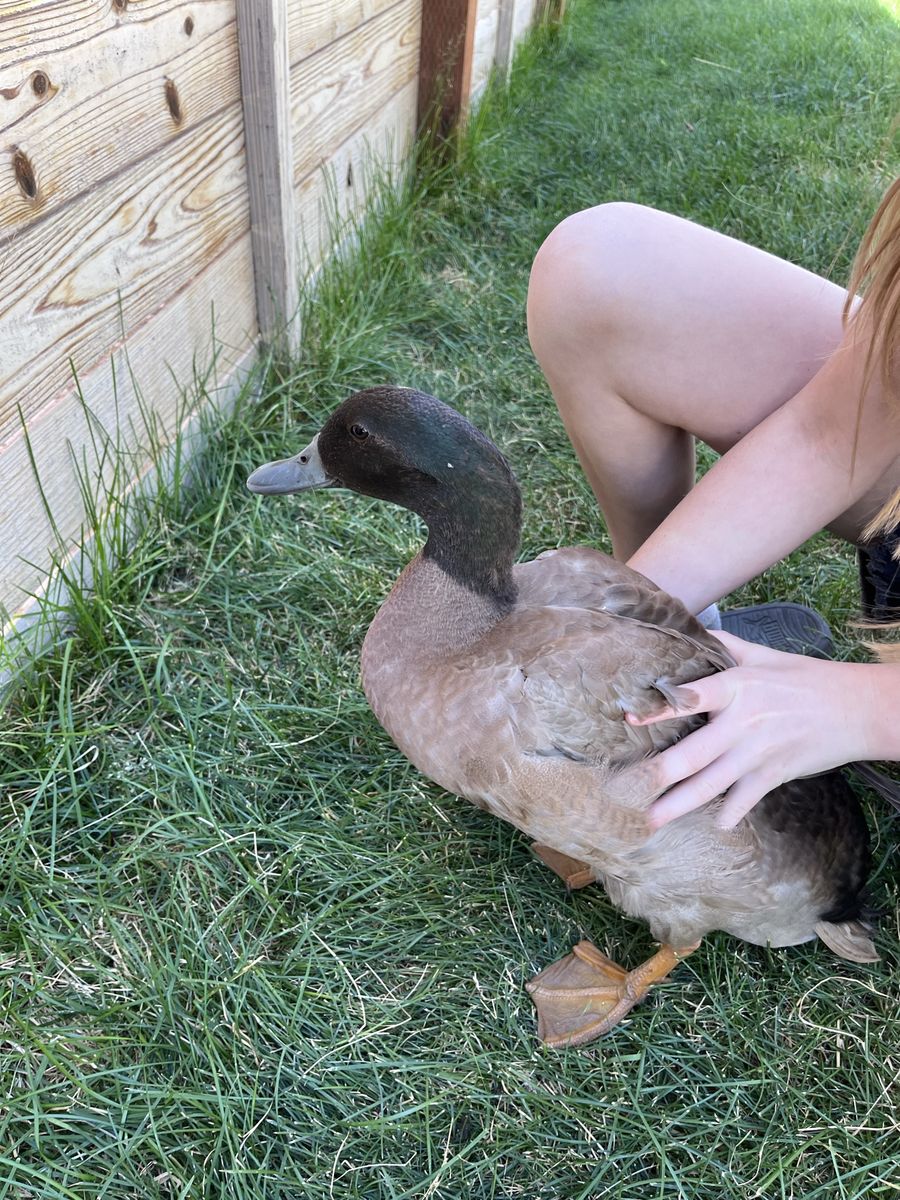Free Khaki Campbell duck