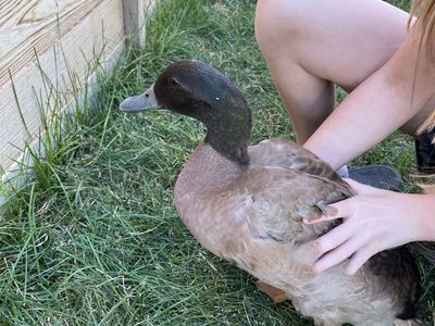 Free Khaki Campbell duck