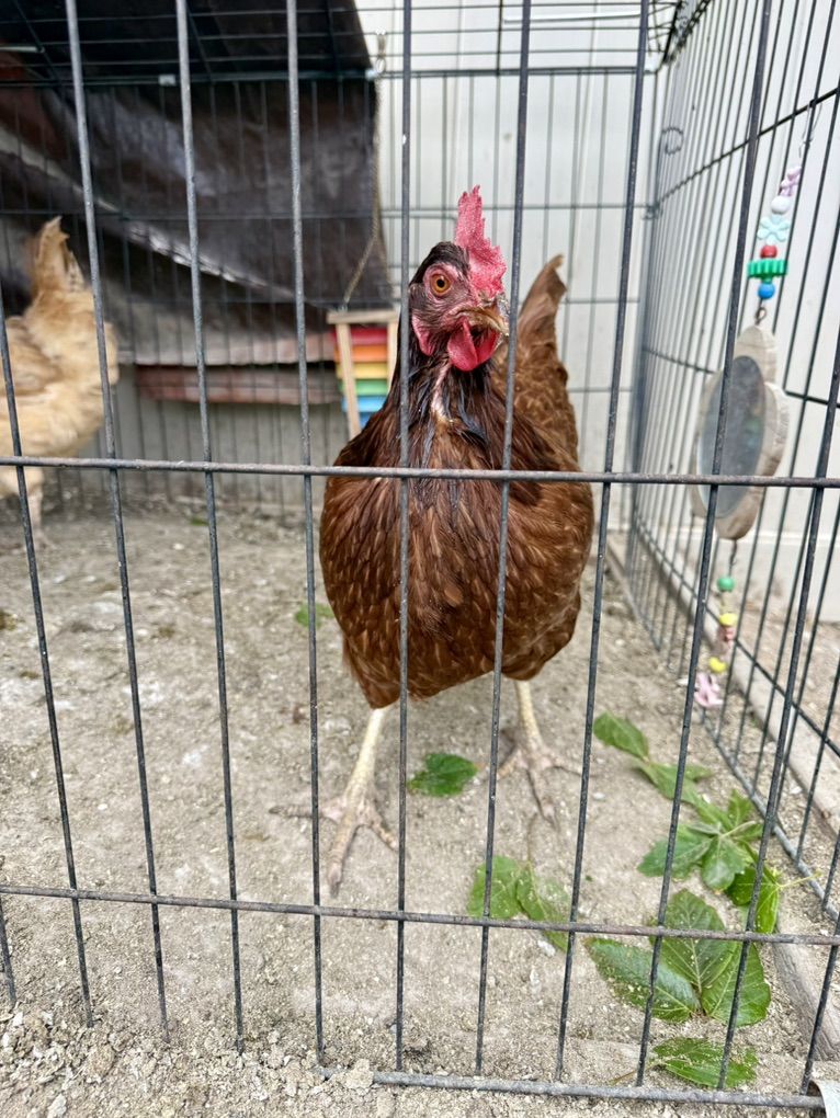 Free Rhode Island Red Hen