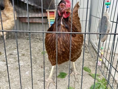 Free Rhode Island Red Hen