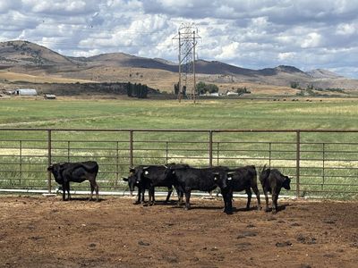 ROPE STEERS FOR SALE