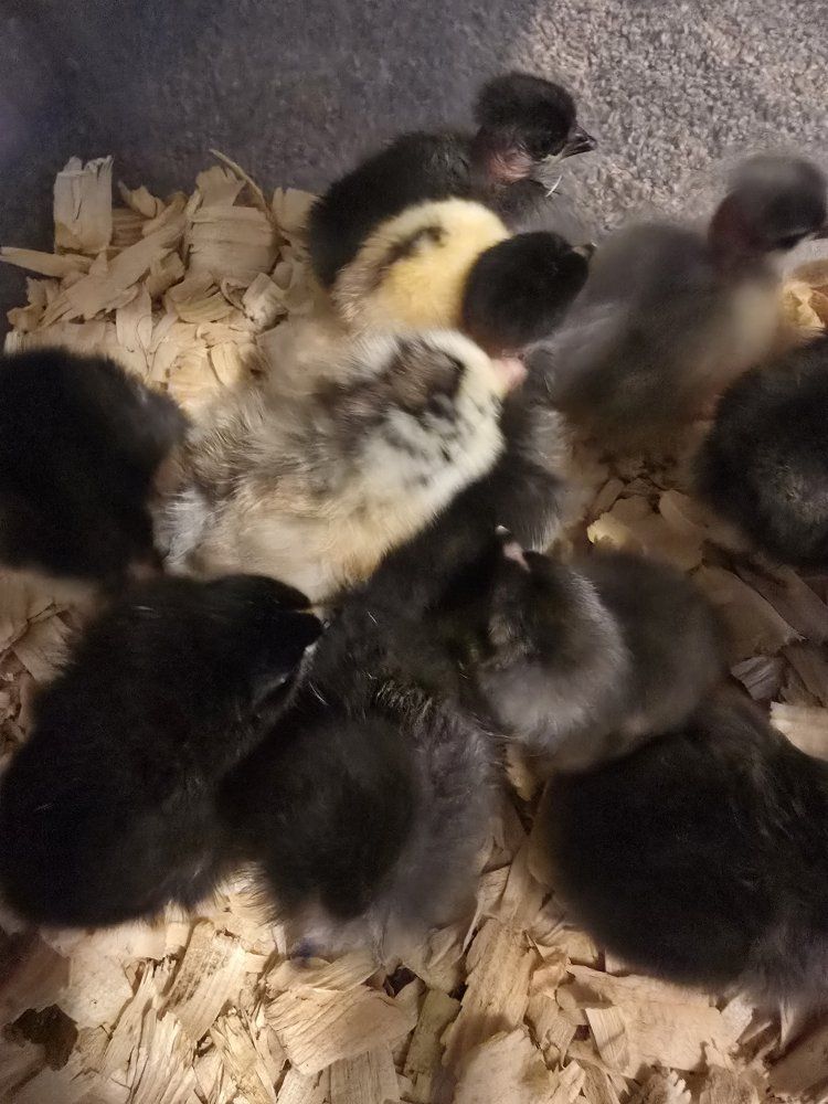 Assorted Baby Chicks 1 day old