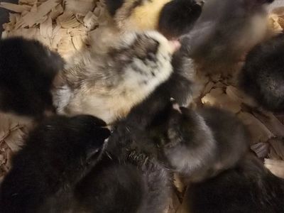Assorted Baby Chicks 1 day old
