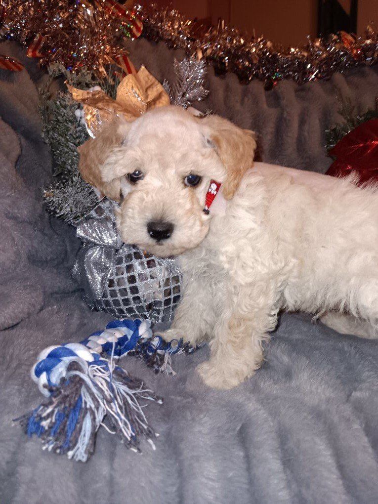 Miniature Schnauzer Mr Creamy