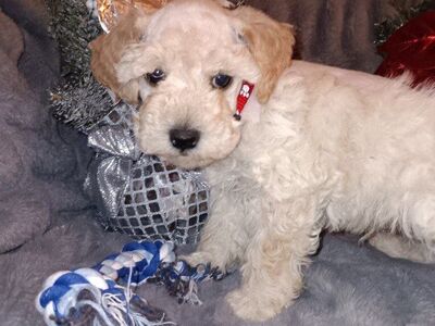 Miniature Schnauzer Mr Creamy