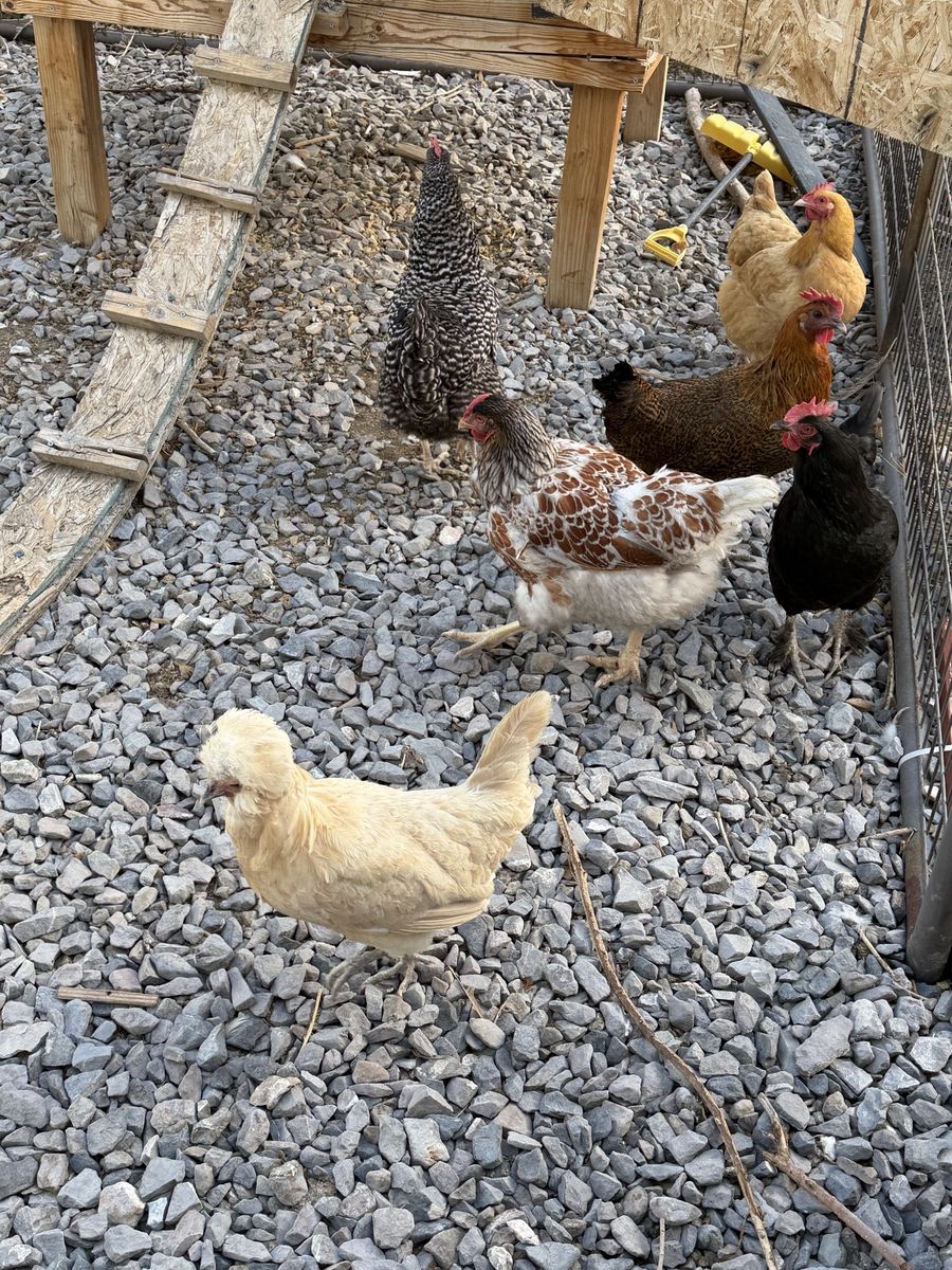 Assorted Laying Hens: Young Chickens for Sale - Great Egg Layers
