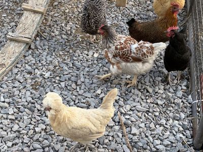 Assorted Laying Hens: Young Chickens for Sale - Great Egg Layers