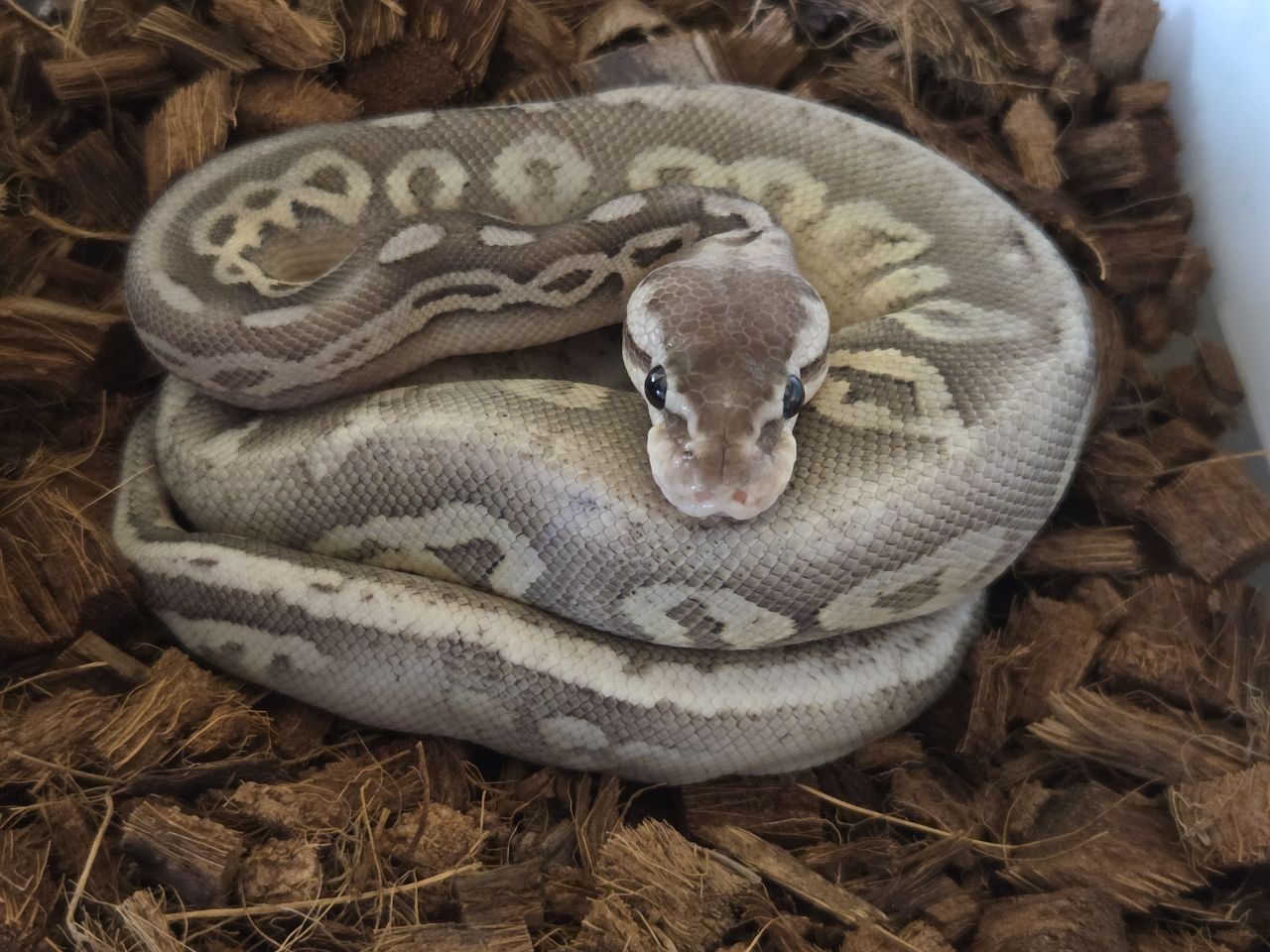 Pewter ghi sandblast POS het pied w/ ringer ball python