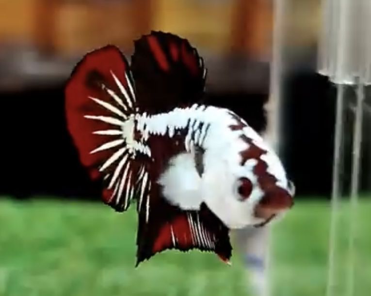 Main image 3