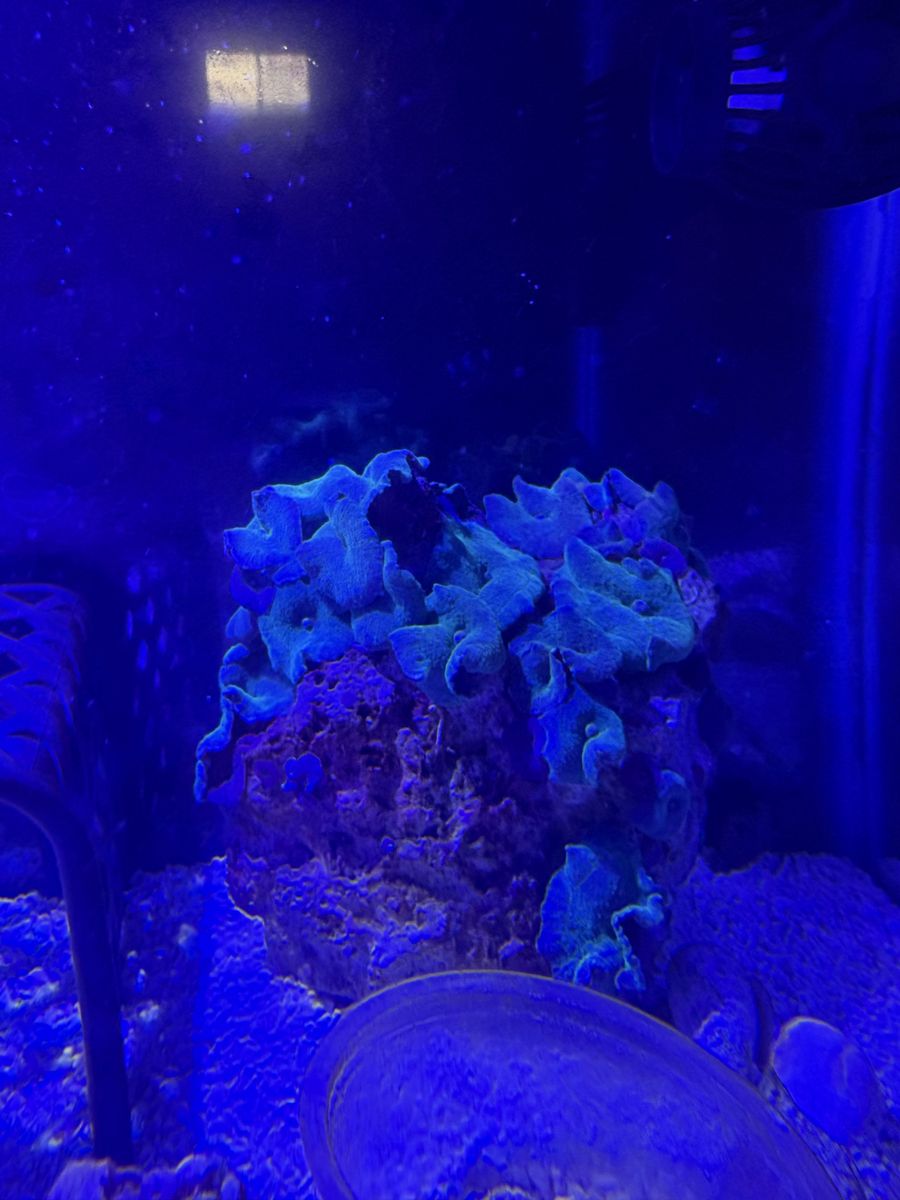 Blue disco Mushrooms
