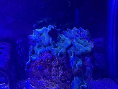 Blue disco Mushrooms