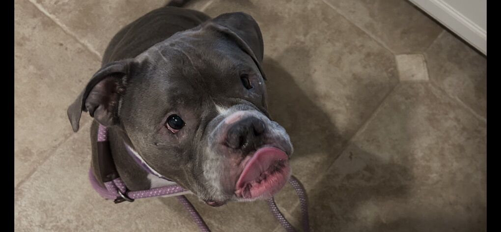 English Bulldog Pit Mix