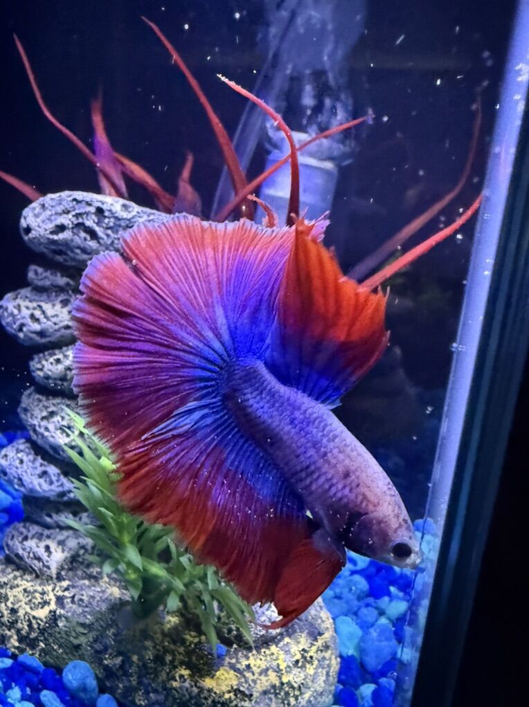 Beta Fish with Tank, Filter, Heater, Plants, Light