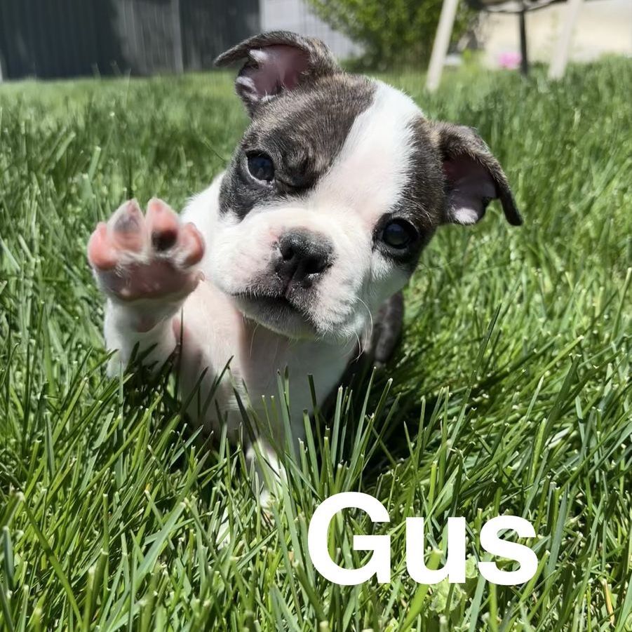 “Meet Gus, Chip, Rex, Flora & Nala! Five adorable purebred Boston Terrier puppies looking for their forever families. ️