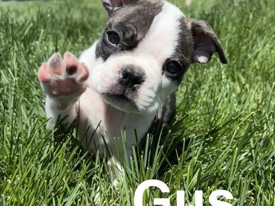 “Meet Gus, Chip, Rex, Flora & Nala! Five adorable purebred Boston Terrier puppies looking for their forever families. ️