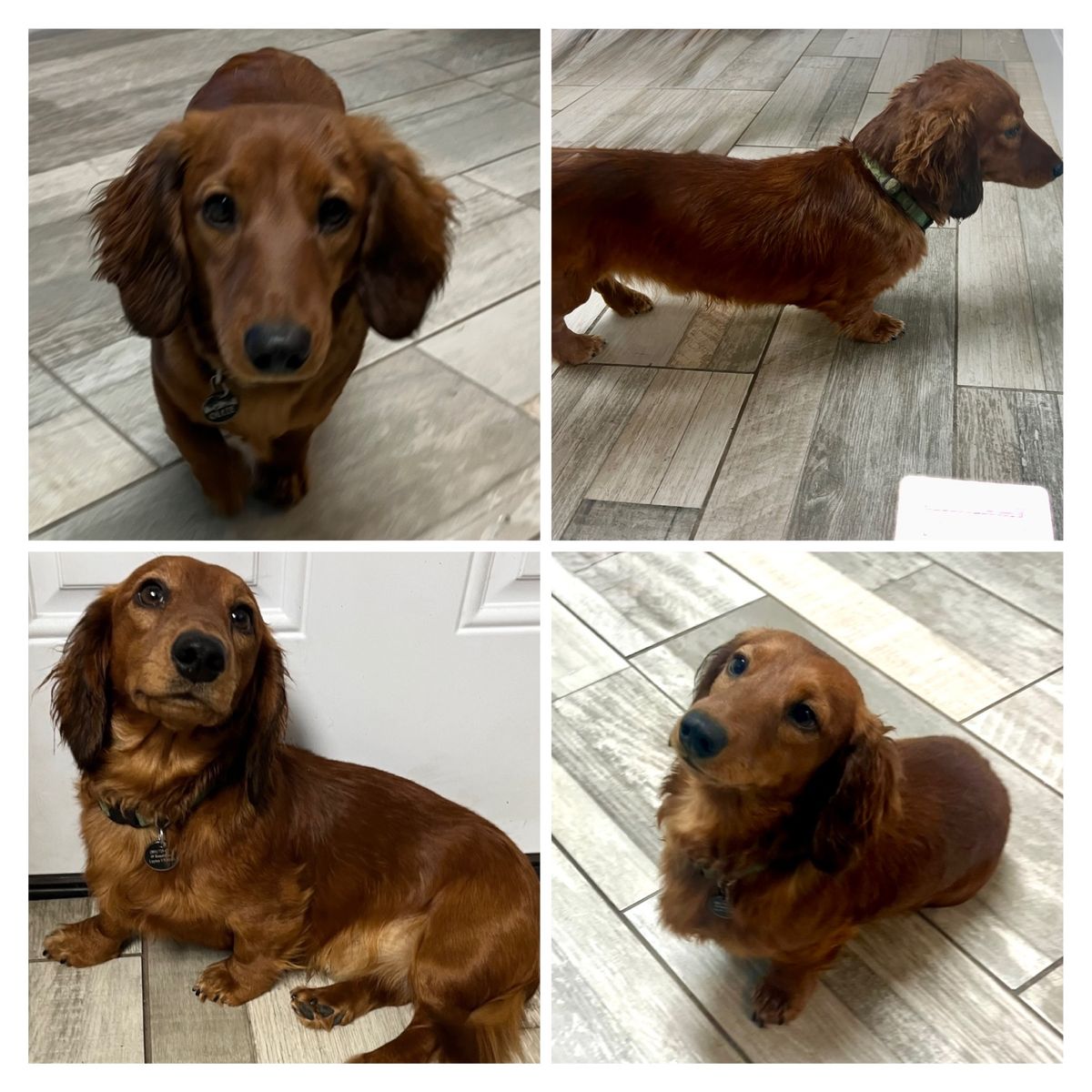 AKC  Mini Dachshund STUD