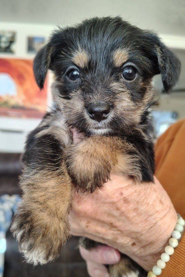 Mini Yorkie Chi-Poms