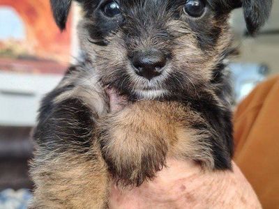 Mini Yorkie Chi-Poms