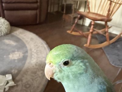 Gorgeous turquoise male Parrotlet