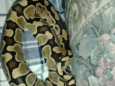 Ball Python