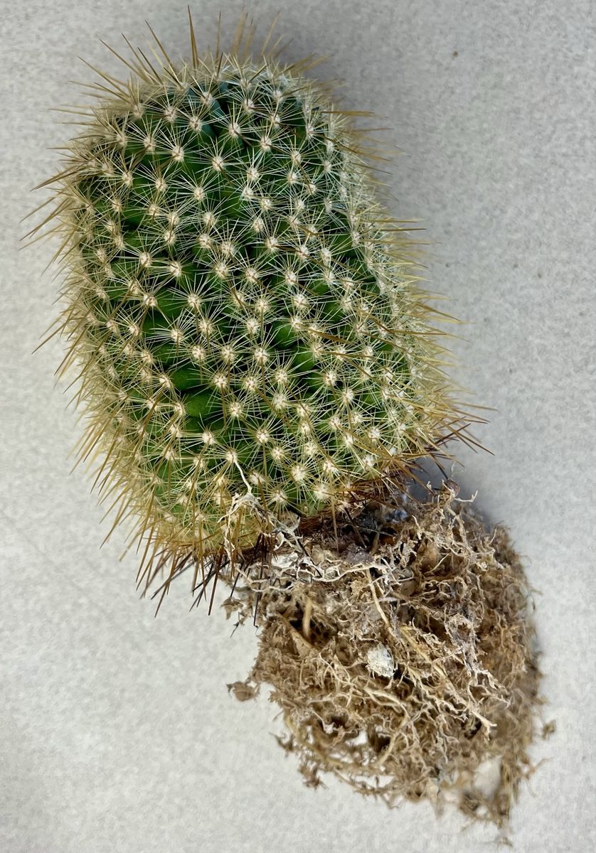 Barrel Cactus - 3.5" Tall Bare Root Live Succulent Plant - Easy Care Houseplant