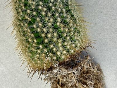 Barrel Cactus - 3.5" Tall Bare Root Live Succulent Plant - Easy Care Houseplant