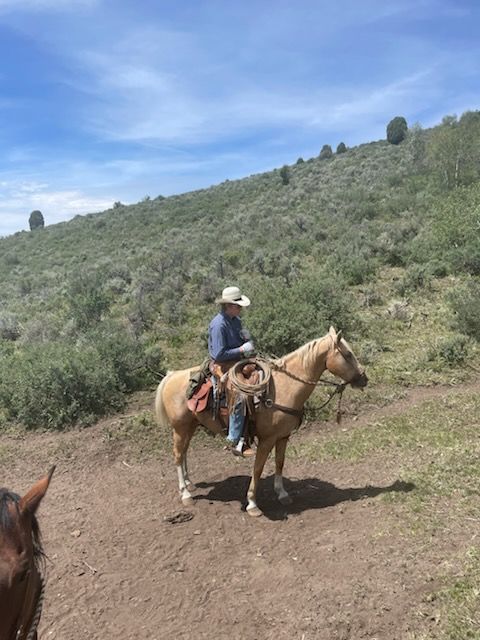 Palomino Gelding, 14 y/o