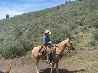 Palomino Gelding, 14 y/o