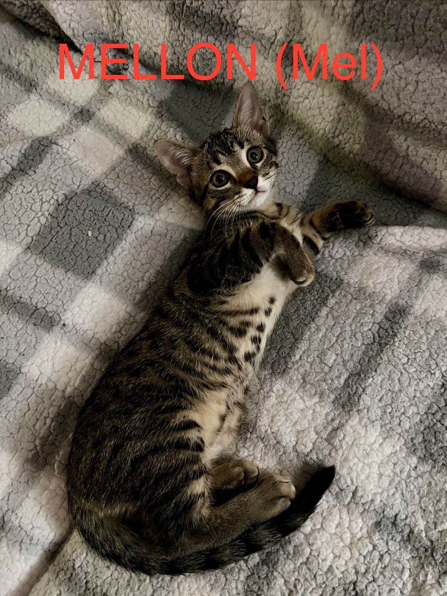 Hypoallergenic Maincoon Bengal mix kittens