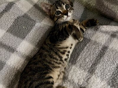 Hypoallergenic Maincoon Bengal mix kittens