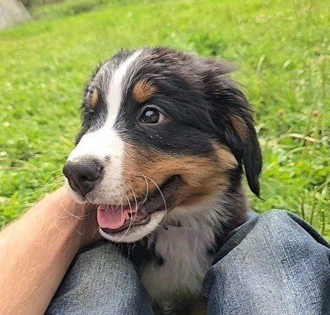 Bernese Mountain Dog Puppies – Exceptional Temperament & Champion Bloodlines, DNA Tested puppy dog, dogs pups.