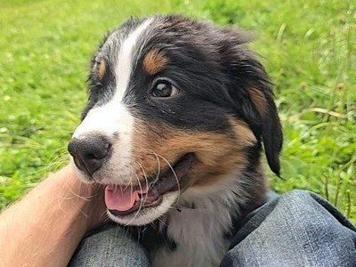Bernese Mountain Dog Puppies – Exceptional Temperament & Champion Bloodlines, DNA Tested puppy dog, dogs pups.