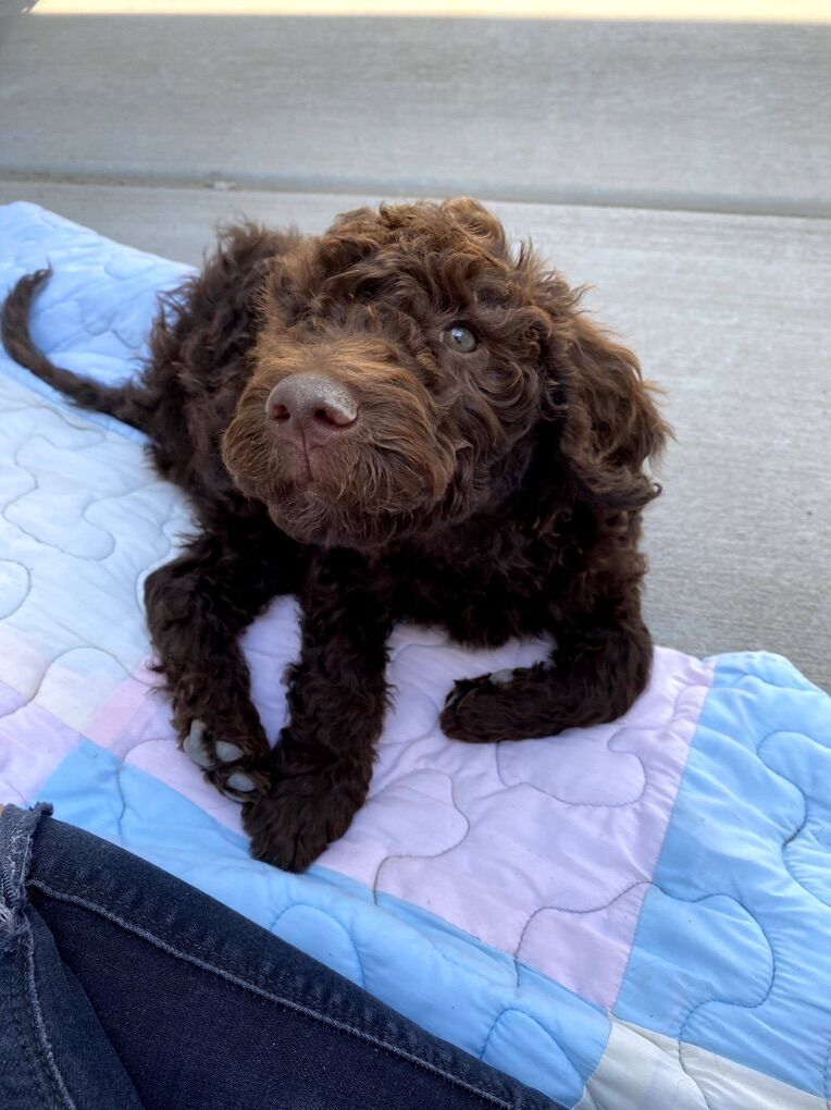 Goldendoodle Stud Looking For Female