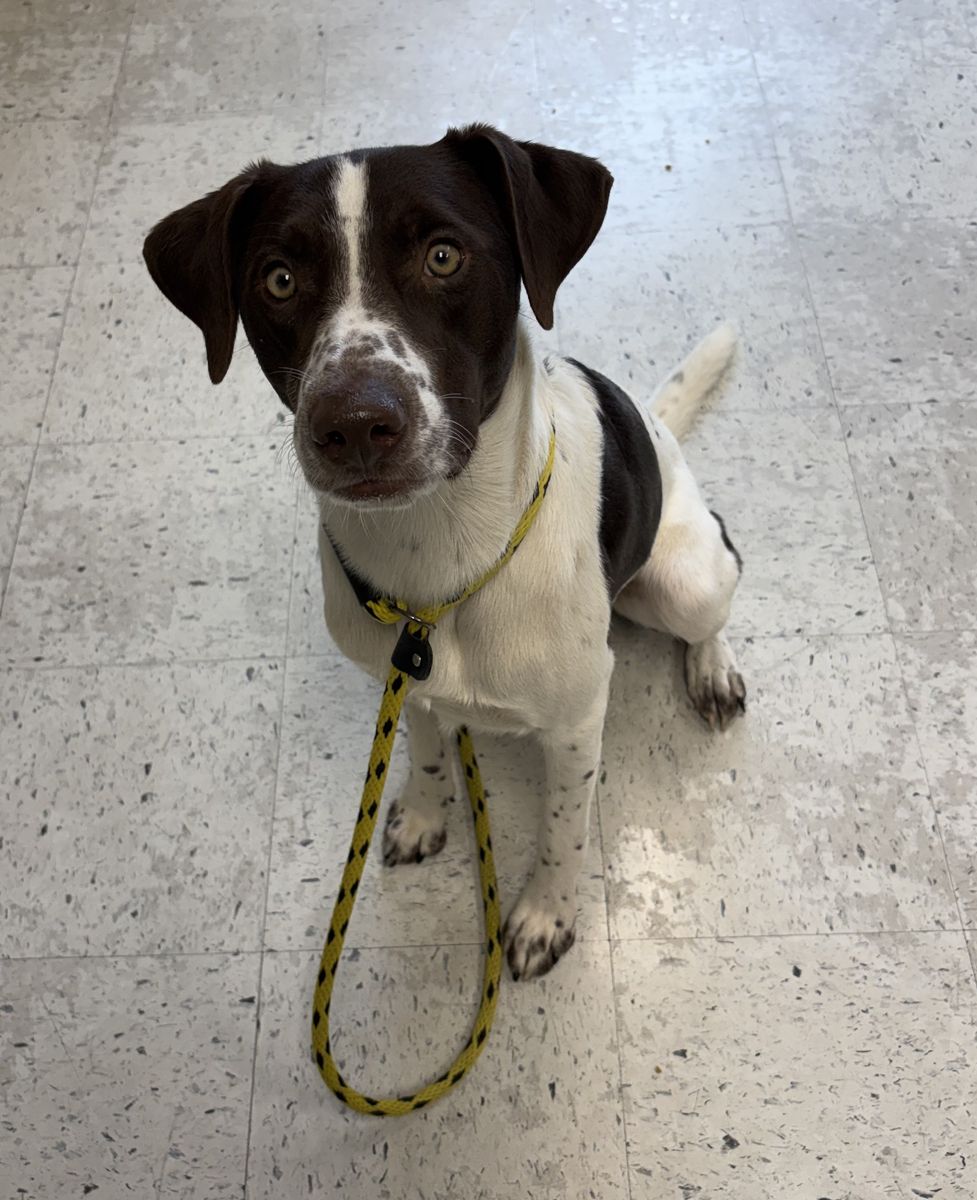 A165451 Odysseus is Available for Adoption!