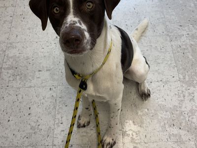 A165451 Odysseus is Available for Adoption!