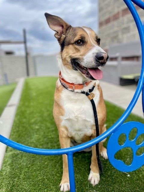 A160490 Peaches is Available for Adoption!