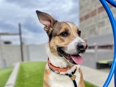 A160490 Peaches is Available for Adoption!