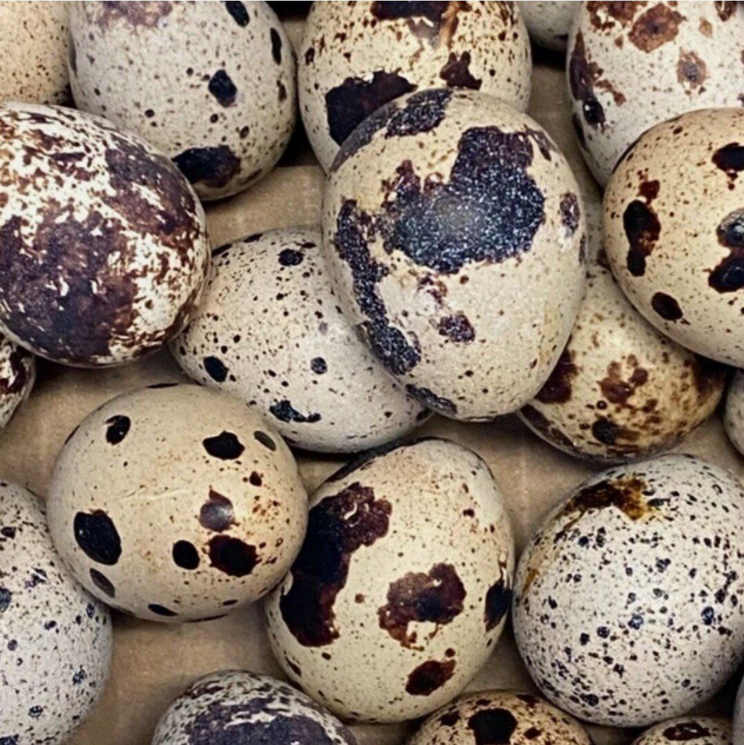 fertil Jumbo Egyptian coturnix quail hatching eggs