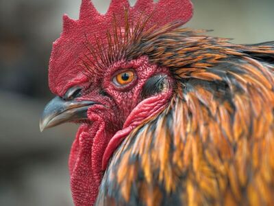 9 Purebred Roosters Remain 2 Produce Hybrid Eggs
